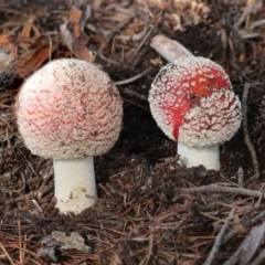 Amanita muscaria (Fly Agaric) at Holt, ACT - 9 Jul 2021 by AlisonMilton