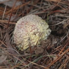 Amanita muscaria at Holt, ACT - 9 Jul 2021