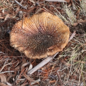 Amanita muscaria at Holt, ACT - 9 Jul 2021