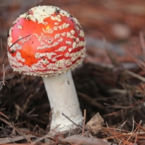 Amanita muscaria at Holt, ACT - 9 Jul 2021