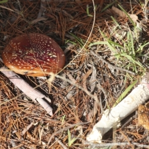 Amanita muscaria at Holt, ACT - 9 Jul 2021