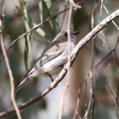 Pachycephala pectoralis (Golden Whistler) at Higgins, ACT - 9 Jul 2021 by AlisonMilton