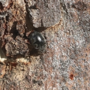 Coccinellidae (family) at Holt, ACT - 9 Jul 2021