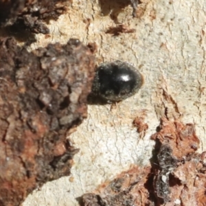 Coccinellidae (family) at Holt, ACT - 9 Jul 2021
