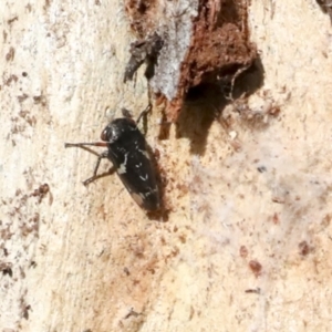 Eurymeloides bicincta at Holt, ACT - 9 Jul 2021 02:29 PM