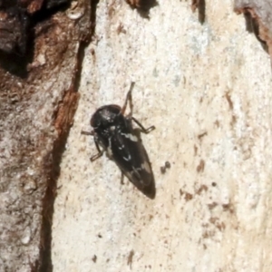 Eurymeloides bicincta at Holt, ACT - 9 Jul 2021