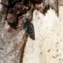 Eurymeloides bicincta at Holt, ACT - 9 Jul 2021 02:29 PM