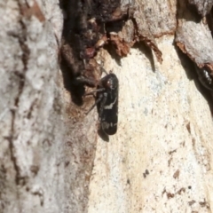 Eurymeloides bicincta at Holt, ACT - 9 Jul 2021 02:29 PM