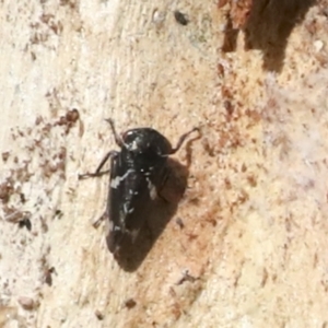 Eurymeloides bicincta at Holt, ACT - 9 Jul 2021 02:29 PM