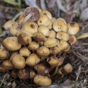 zz agaric (stem; gills not white/cream) at Holt, ACT - 9 Jul 2021 02:59 PM