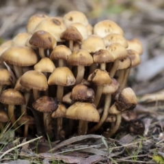 zz agaric (stem; gills not white/cream) at Holt, ACT - 9 Jul 2021 02:59 PM