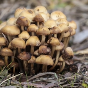 zz agaric (stem; gills not white/cream) at Holt, ACT - 9 Jul 2021