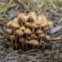 zz agaric (stem; gills not white/cream) at Holt, ACT - 9 Jul 2021