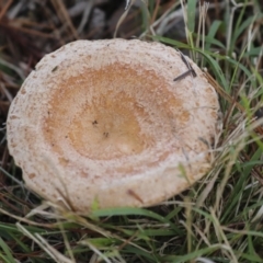 Lactarius deliciosus (Saffron Milkcap) at Holt, ACT - 9 Jul 2021 by AlisonMilton