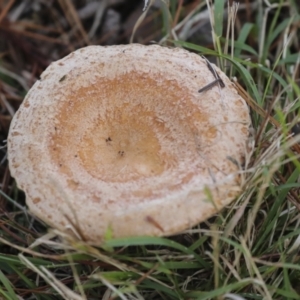 Lactarius deliciosus at Holt, ACT - 9 Jul 2021 02:42 PM