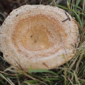 Lactarius deliciosus at Holt, ACT - 9 Jul 2021