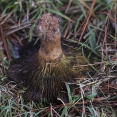 Lactarius deliciosus at Holt, ACT - 9 Jul 2021