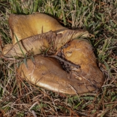 Unverified Cap on a stem; gills below cap [mushrooms or mushroom-like] at Holt, ACT - 9 Jul 2021 by AlisonMilton