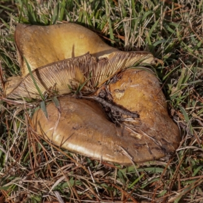 Unidentified Cap on a stem; gills below cap [mushrooms or mushroom-like] at Holt, ACT - 9 Jul 2021 by AlisonMilton
