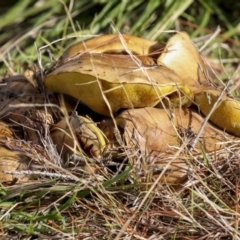 Suillus sp. (A bolete ) at Holt, ACT - 9 Jul 2021 by AlisonMilton