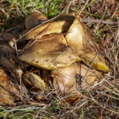 Suillus sp. at Holt, ACT - 9 Jul 2021 02:43 PM