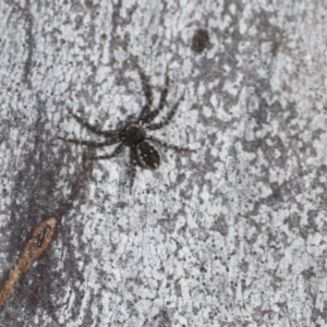 Tharpyna campestrata at Higgins, ACT - 9 Jul 2021 02:11 PM