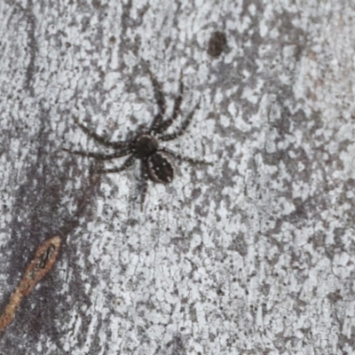 Tharpyna campestrata (Country Crab Spider) at Higgins, ACT - 9 Jul 2021 by AlisonMilton