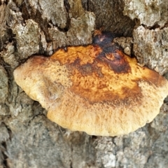 Hexagonia vesparia (Wasp Nest Polypore) at Mount Painter - 8 Jul 2021 by drakes