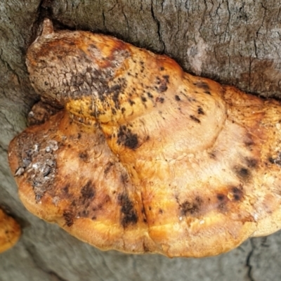 Perenniporia ochroleuca at Cook, ACT - 8 Jul 2021 by drakes