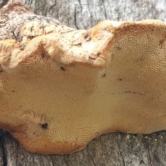 Truncospora ochroleuca at Cook, ACT - 9 Jul 2021