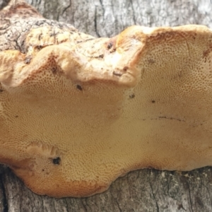 Truncospora ochroleuca at Cook, ACT - 9 Jul 2021