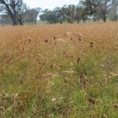 Themeda triandra (Kangaroo Grass) at Holt, ACT - 9 Feb 2016 by sangio7