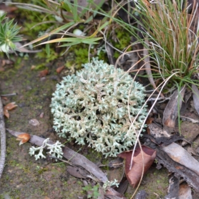 Cladia corallaizon at Yass River, NSW - 4 Jul 2021 by 120Acres
