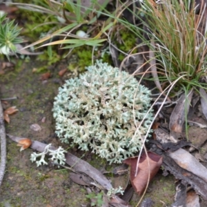 Cladia corallaizon at Yass River, NSW - 4 Jul 2021