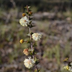 Acacia gunnii (Ploughshare Wattle) at Yass River, NSW by 120Acres