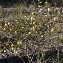 Acacia gunnii at Yass River, NSW - 10 Jul 2021