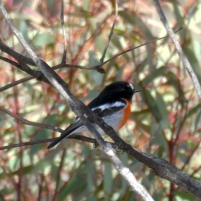 Petroica boodang (Scarlet Robin) at Googong, NSW - 10 Jul 2021 by Wandiyali