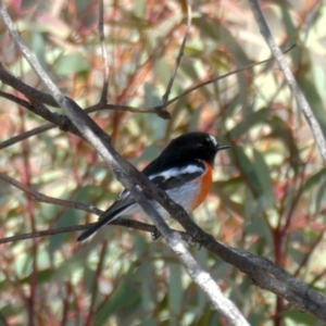 Petroica boodang at Googong, NSW - 10 Jul 2021