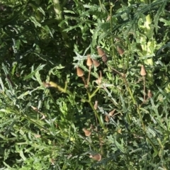 Senecio bathurstianus (Rough Fireweed) at Hughes Garran Woodland - 10 Jul 2021 by ruthkerruish