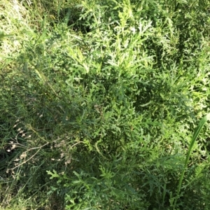 Senecio bathurstianus at Hughes, ACT - 10 Jul 2021