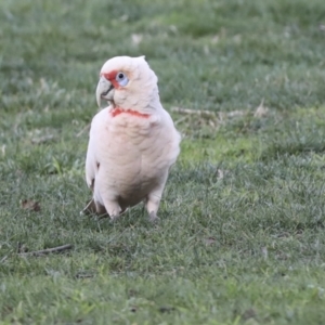 Cacatua tenuirostris at Hawker, ACT - 10 Jul 2021 03:40 PM