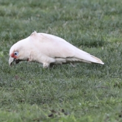 Cacatua tenuirostris at Hawker, ACT - 10 Jul 2021 03:40 PM