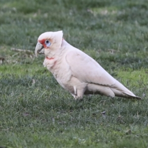 Cacatua tenuirostris at Hawker, ACT - 10 Jul 2021 03:40 PM