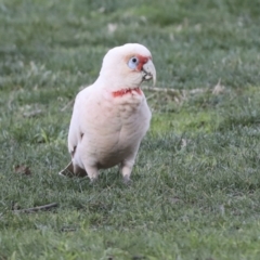 Cacatua tenuirostris at Hawker, ACT - 10 Jul 2021