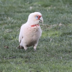 Cacatua tenuirostris at Hawker, ACT - 10 Jul 2021 03:40 PM