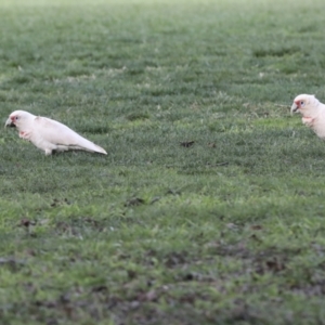 Cacatua tenuirostris at Hawker, ACT - 10 Jul 2021