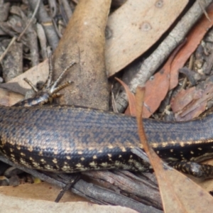 Eulamprus heatwolei at Katoomba, NSW - 9 Nov 2020 11:41 AM