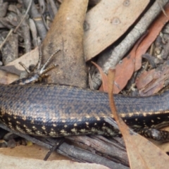 Eulamprus heatwolei (Yellow-bellied Water Skink) at Katoomba, NSW - 9 Nov 2020 by PatrickCampbell