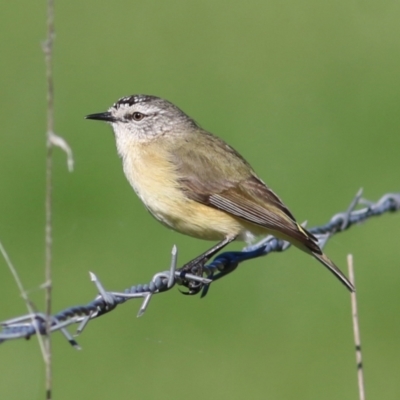 Acanthiza chrysorrhoa (Yellow-rumped Thornbill) at Wodonga - 10 Jul 2021 by Kyliegw