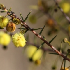 Acacia ulicifolia (Prickly Moses) at Castle Creek, VIC - 10 Jul 2021 by Kyliegw